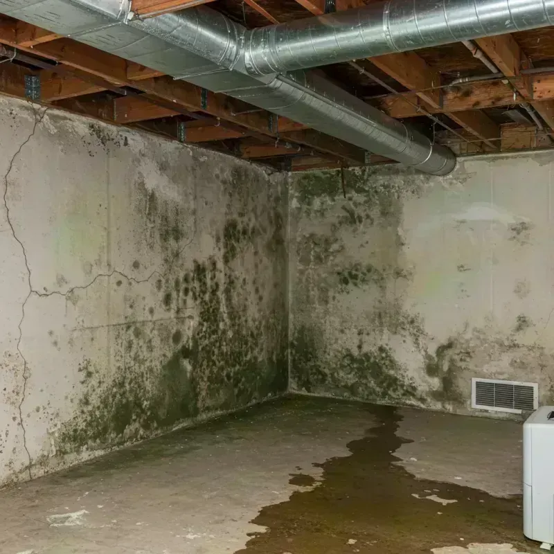 Professional Mold Removal in Belleville, PA